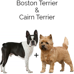 Cairoston Dog